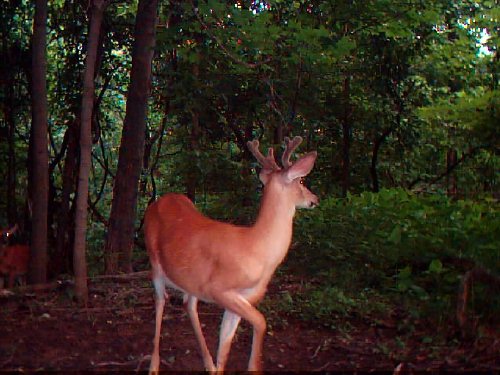 Six point whitetail buck in velvet