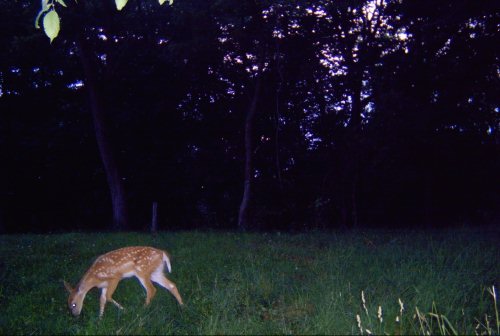 Spotted whitetail fawn