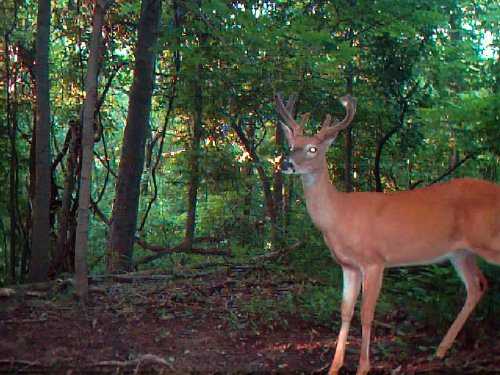 8 Point buck in velvet