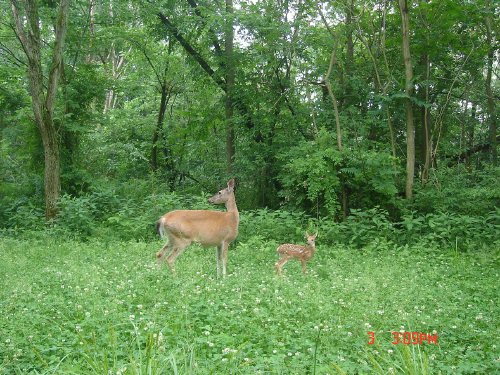 Fawn Picture