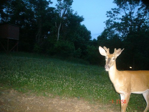 Four point velvet buck