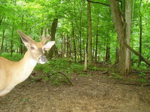 Velvet antlered four point buck