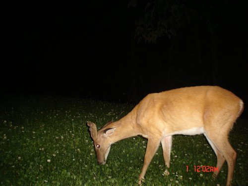 Whitetail Buck