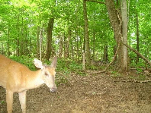 Young whitetail buck