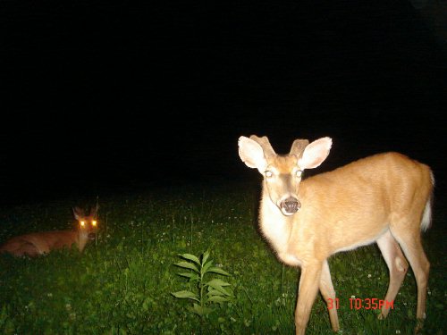 Whitetail Buck