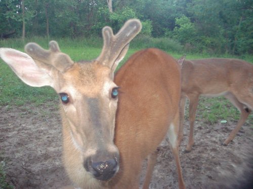 Deformed antler buck