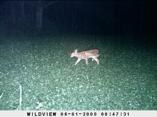 Fawn picture