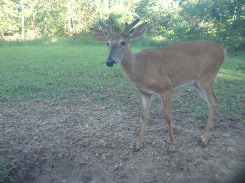 Split brow buck