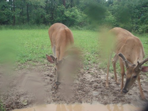 Split Browtine buck