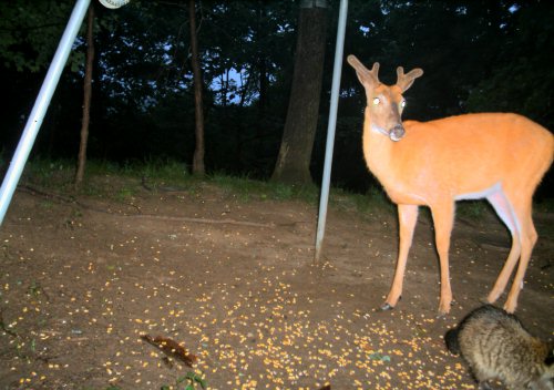 Whitetail buck and raccoon