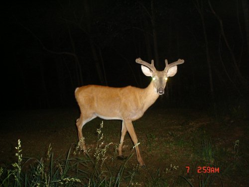 Buck growing antlers