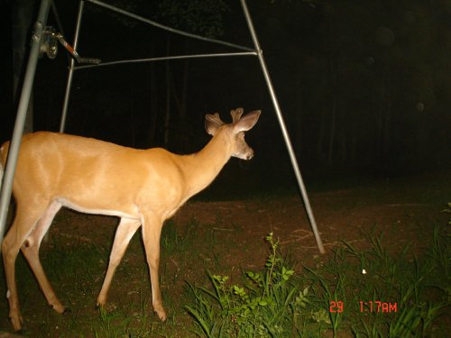 Whitetail buck