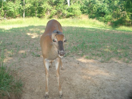 Deer with no ears