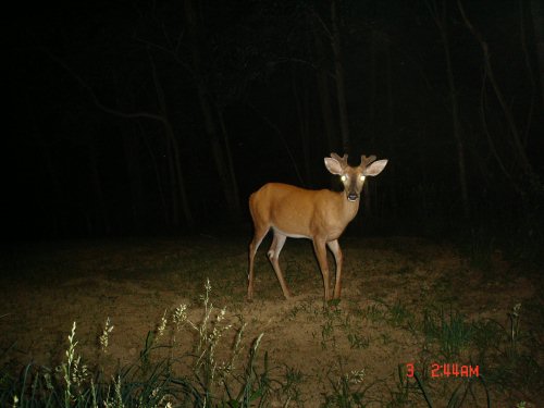 Whitetail buck