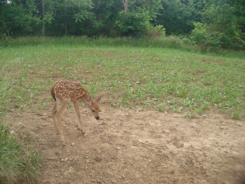 Whitetail fawn