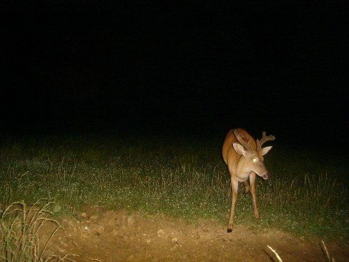 Buck at a mineral lick