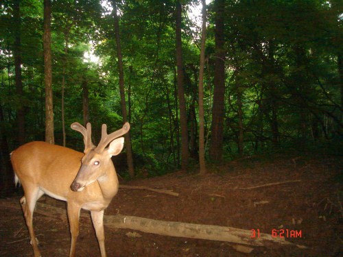 Whitetail buck