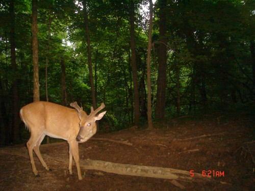 Whitetail buck picture