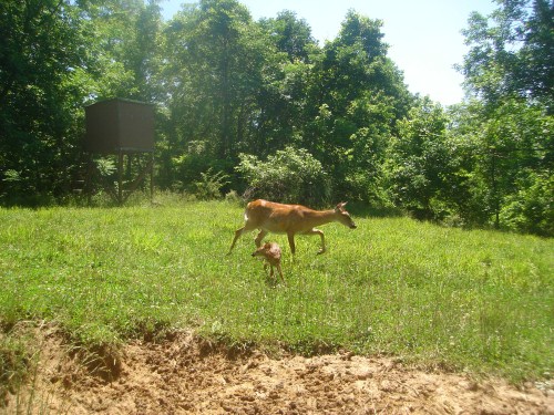 Whitetail fawn