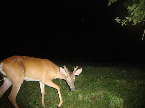 Young whitetail buck