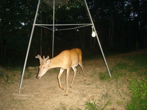 Buck at a feeder