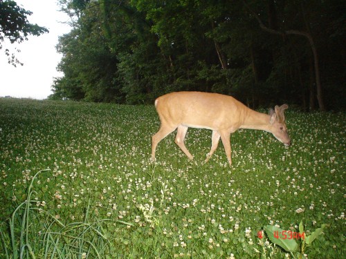 Buck in a food plot