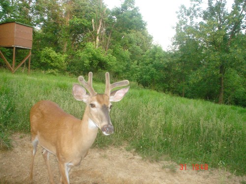 Buck at a mineral lick