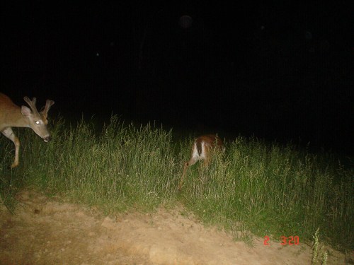 Whitetail buck picture