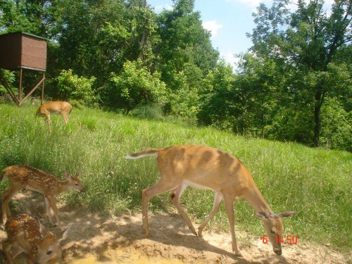 Whitetail fawns