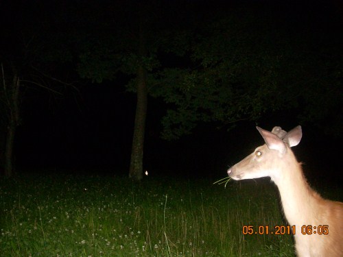 young whitetail buck