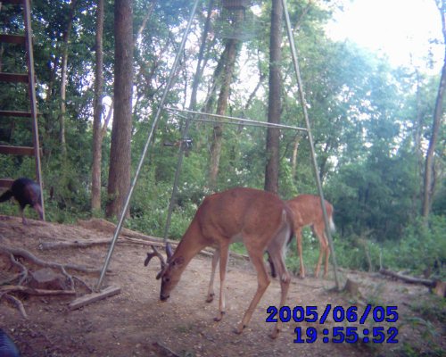 Six point whitetail buck in velvet