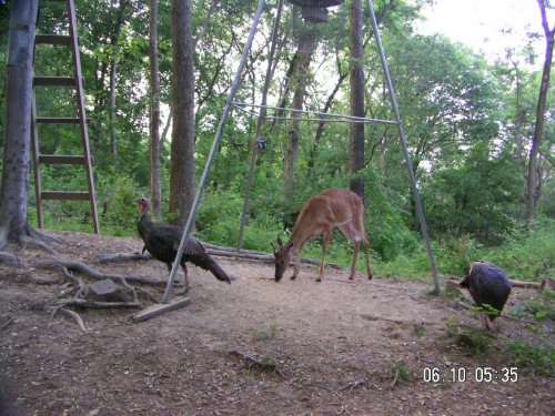 Branch antlered whitetail buck