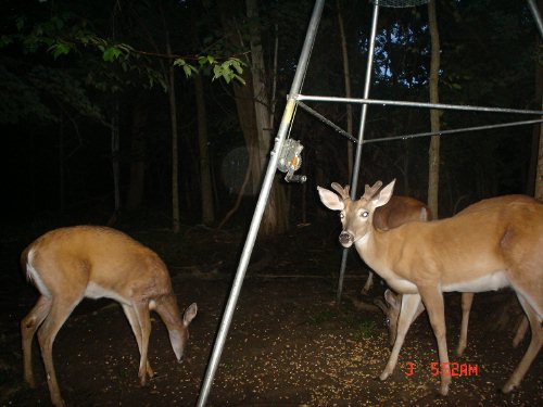 Branch antlered whitetail buck