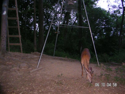 Spike whitetail buck