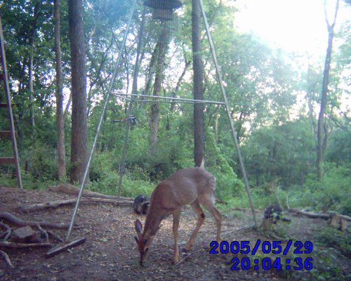 Spike buck and raccoons