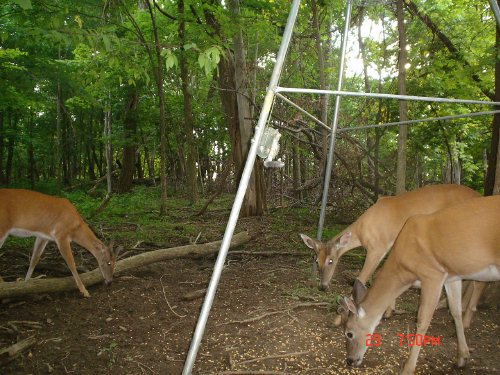 Three whitetail bucks