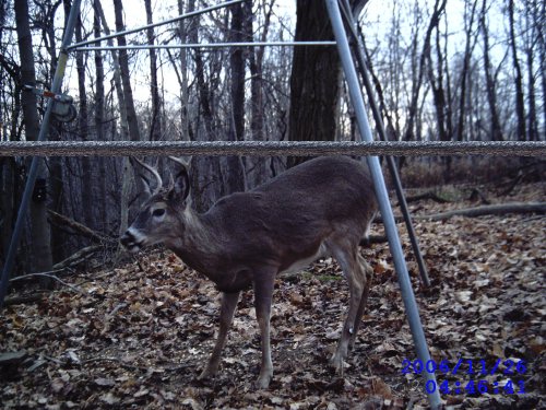 7 point buck caught with a leaf river game camera