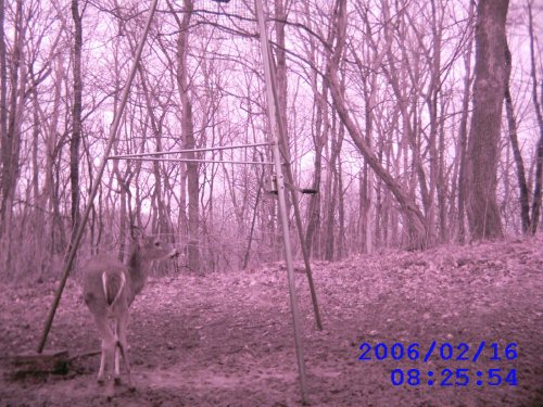 Leaf River scouting camera picture