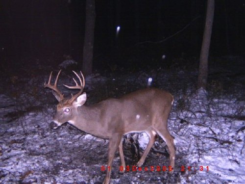 Long Buck 3