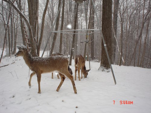 Whitetail deer in the snow