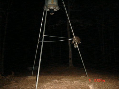 Deer feeder raccoon