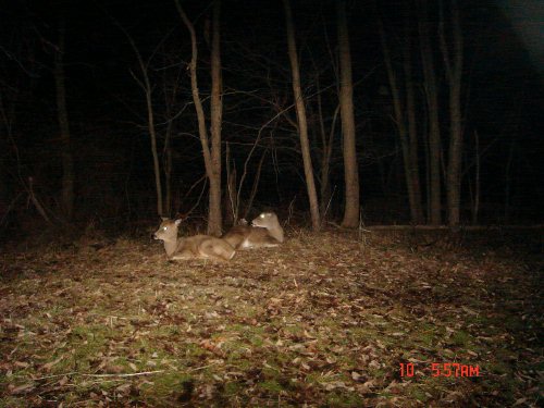 Resting deer