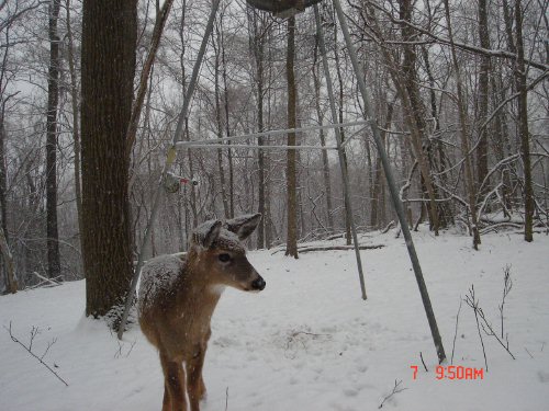 Deer in the snow