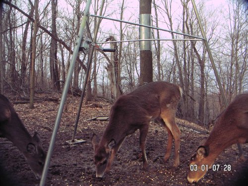 Three whitetail bucks