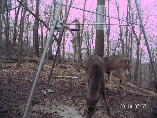 Three whitetail bucks