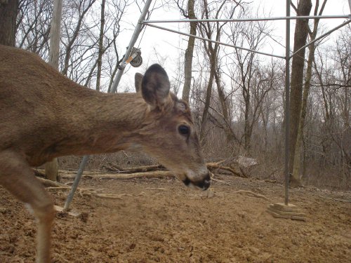 Buck with shed antlers