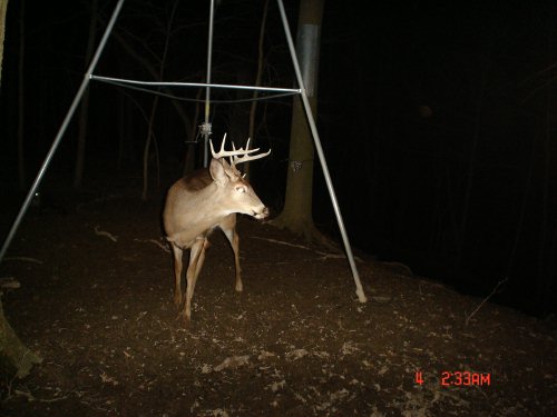 Nine point buck