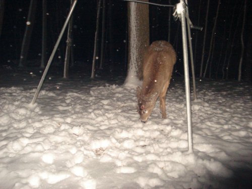 Nine point buck with shed antlers