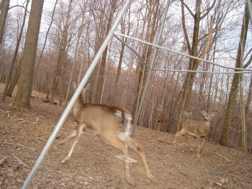 Deer running from corn