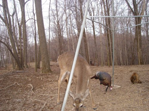 Animal feeding time